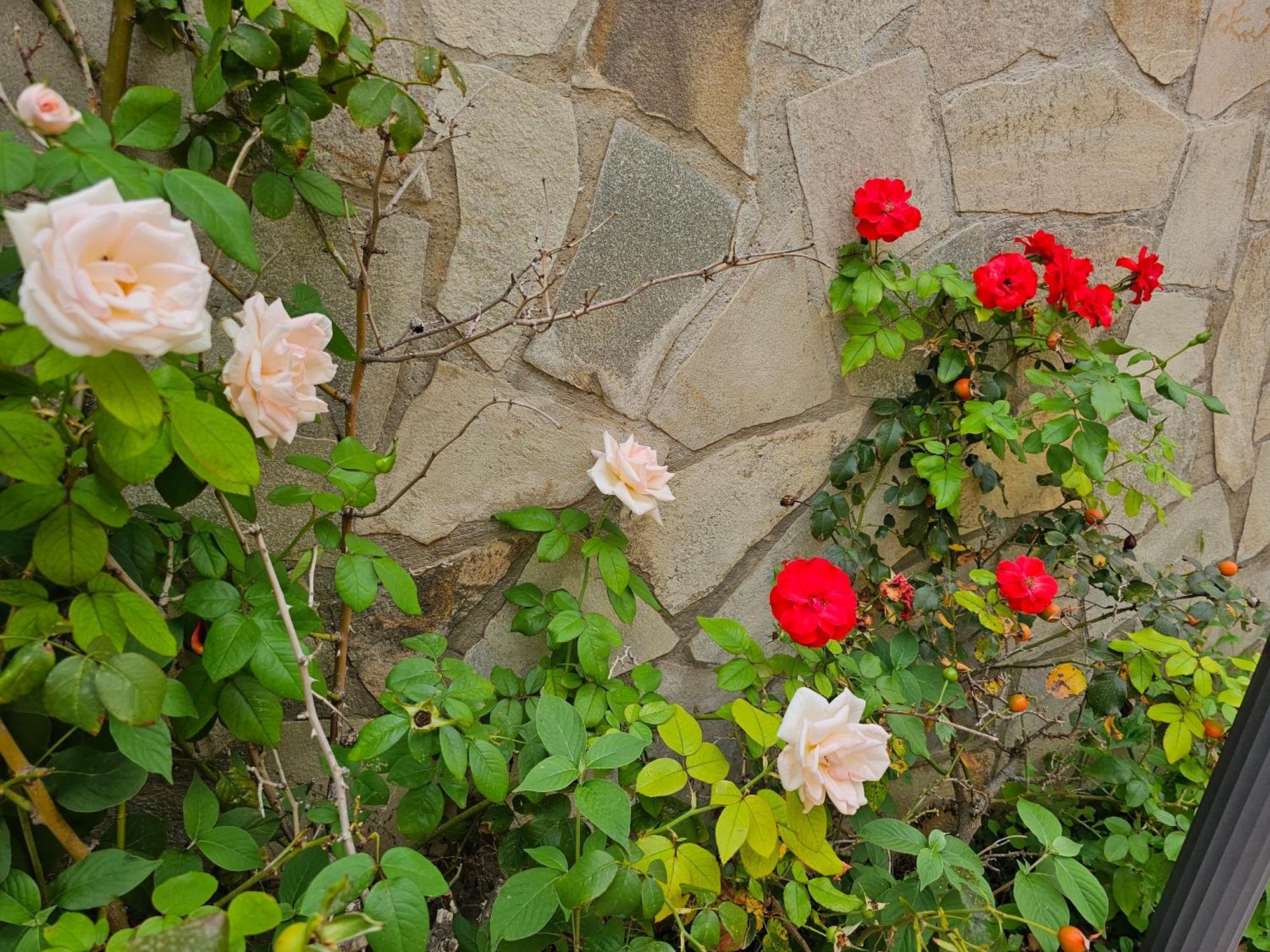 Villa Rosa Palermo Luaran gambar